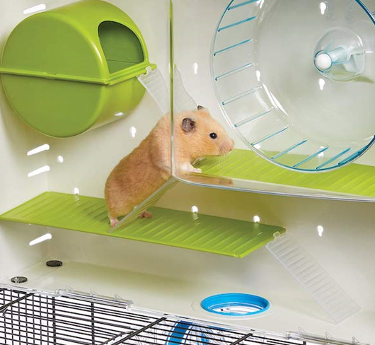 pet hamster in cage